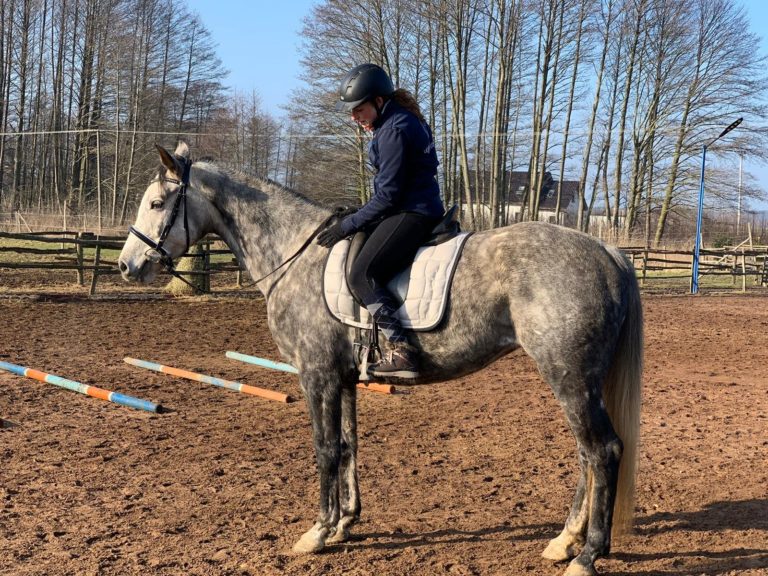 trening i fizjoterapia konia w pracy z ziemi i w siodle light equitation