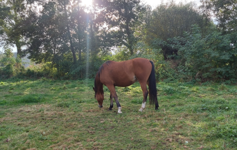 trening i fizjoterapia konia w pracy z ziemi i w siodle light equitation