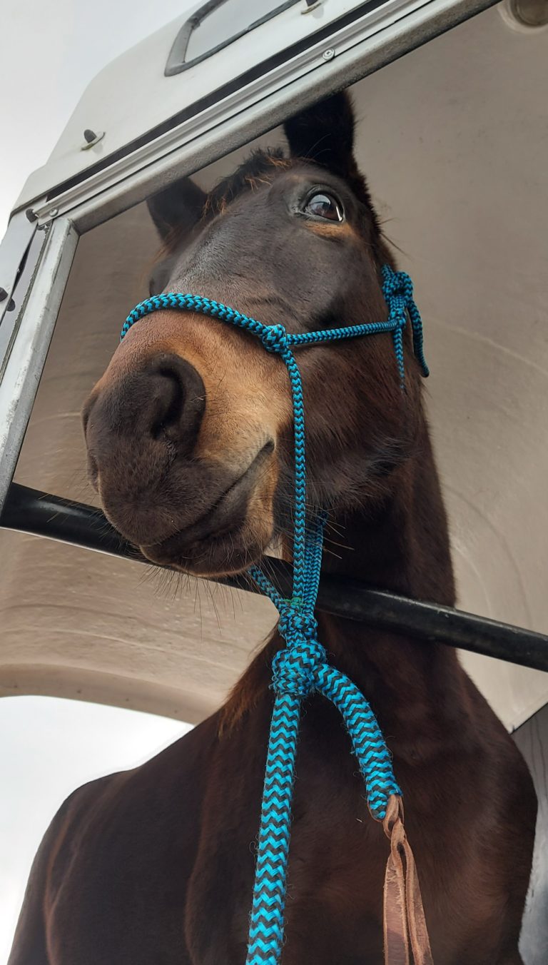 trening i fizjoterapia konia w pracy z ziemi i w siodle light equitation