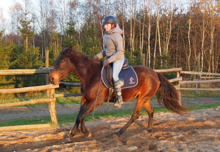 trening i fizjoterapia konia w pracy z ziemi i w siodle light equitation