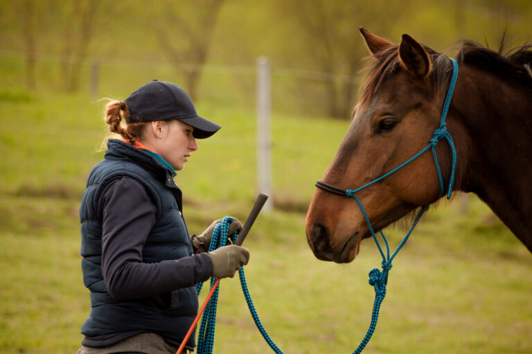 trening i fizjoterapia konia w pracy z ziemi i w siodle light equitation