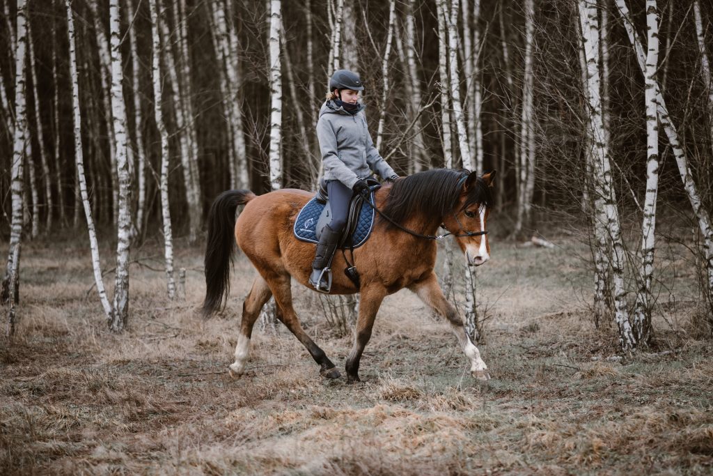 trening i fizjoterapia konia w pracy z ziemi i w siodle