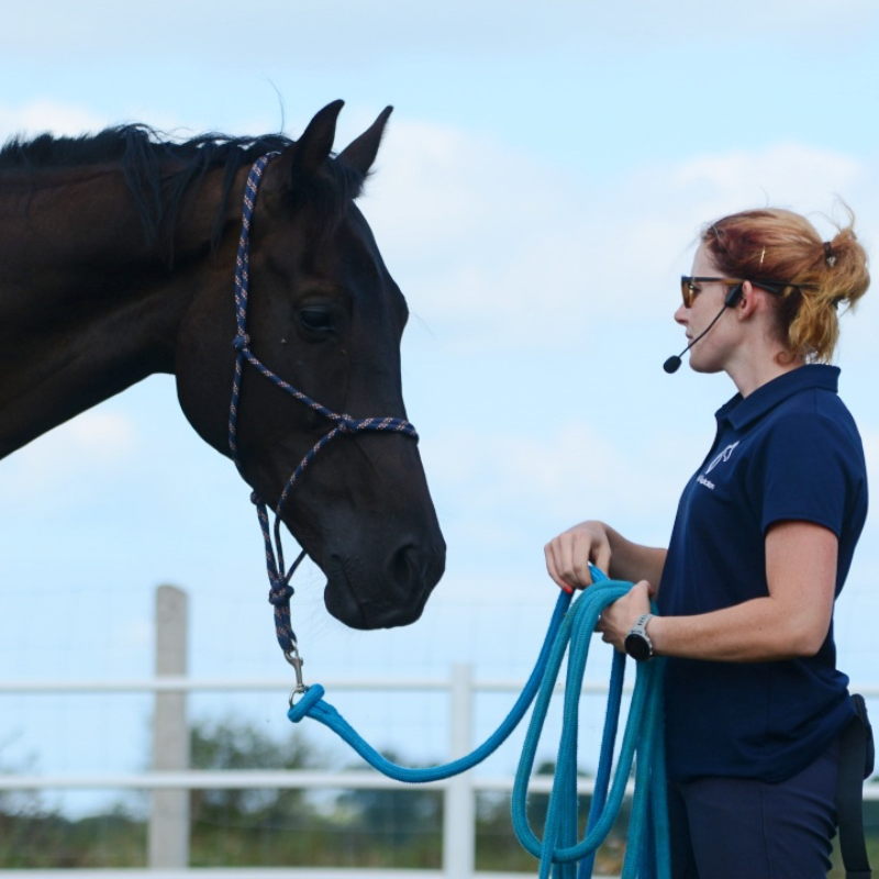 trening i fizjoterapia konia w pracy z ziemi i w siodle light equitation