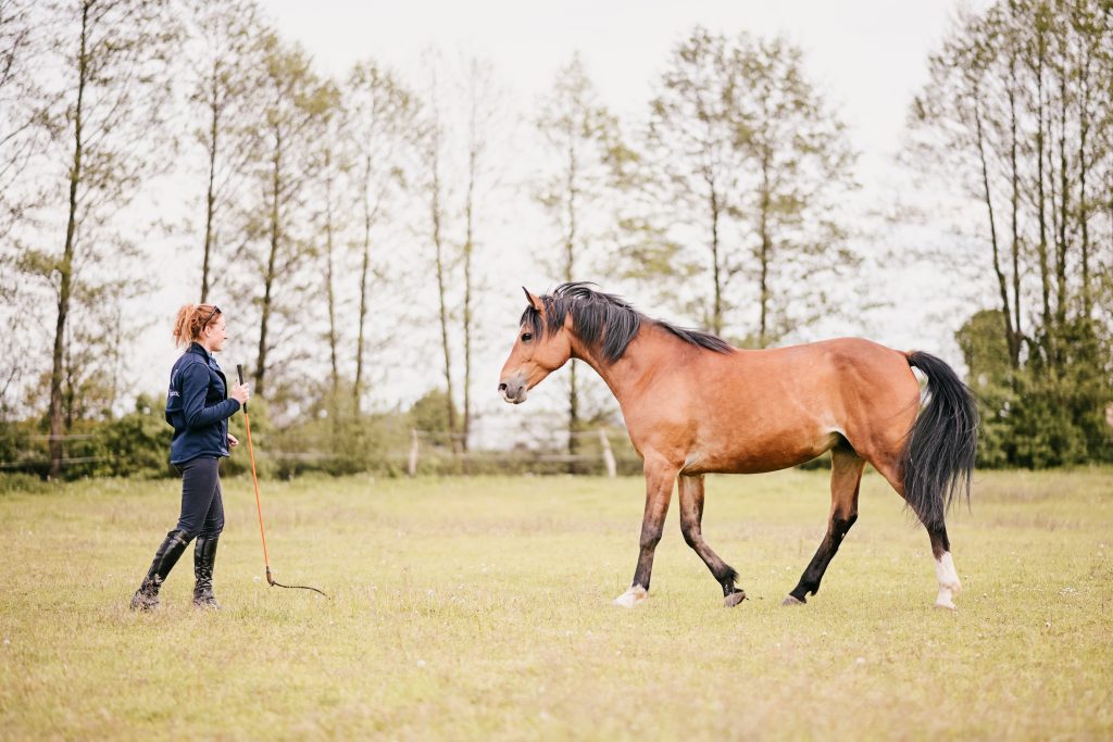 light-equitation-trening-fizjoterapia-koni-hidalgo-ola-najman