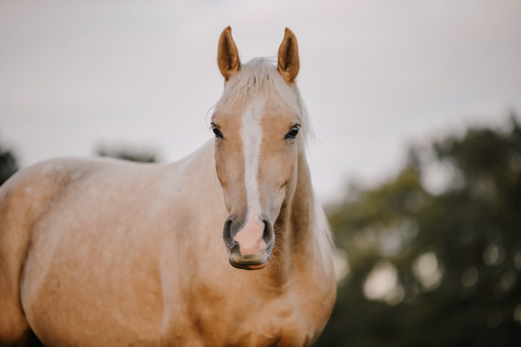 light-equitation-trening-fizjoterapia-koni-ramiro-ola-najman
