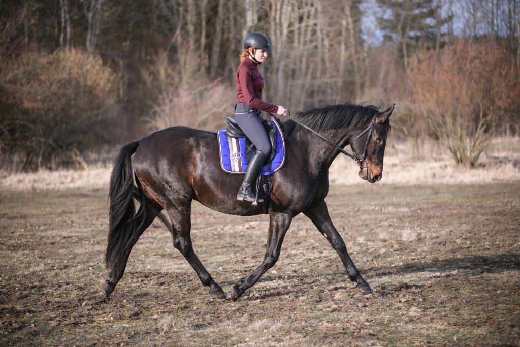 light-equitation-trening-fizjoterapia-koni-valentino-ola-najman-aleksandra-trening-indywidyualny-koni-i-jeźdźców-pobyty-treningowe-trening-stacjonarny