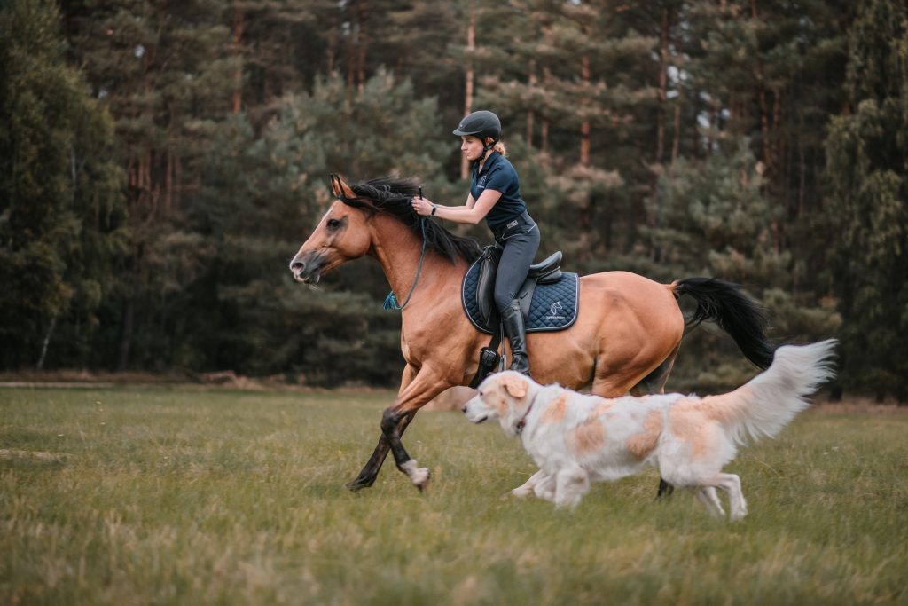 light-equitation-trening-fizjoterapia-koni-valentino-ola-najman-aleksandra-trening-indywidyualny-koni-i-jeźdźców-pobyty-treningowe-trening-stacjonarny