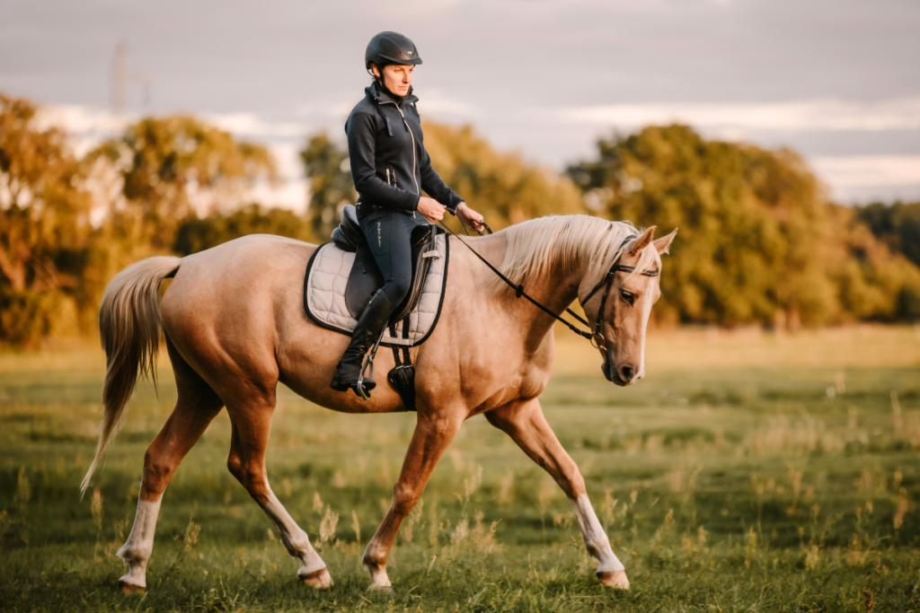 light-equitation-trening-i-fizjoterapia-koni-pobyty